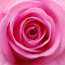 Pink Rose.png