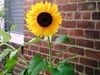 large sunflower.jpg
